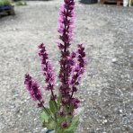 Šalvia hájna (salvia nemorosa) ´SENSATION DEEP ROSE IMPROVED´ kont. P9